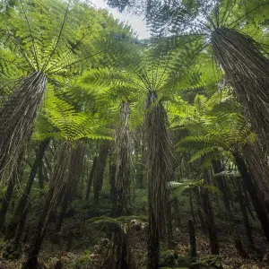 Tree ferns in Whirinaki Forest Park Print Tree ferns in Whirinaki Forest Park Print