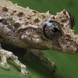 Tree frog (Scinax littoralis Tapirai, Sao Paulo, Brazil. South-east Atlantic forest