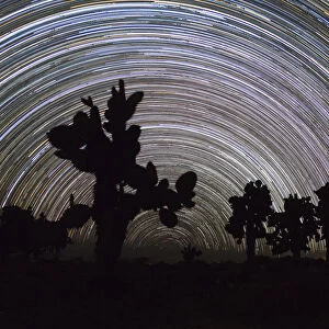 Tree prickly pear (Opuntia echios) trees silhouetted, with star trails behind