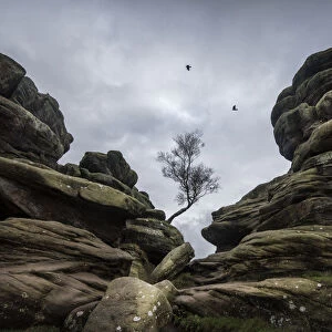 Tree and rock formations at Brimham Rocks, Harrogate, Yorkshire. Comprised of Carboniferous age