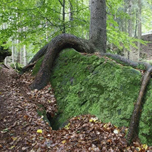 Tree with roots growing over large moss covered rock, Ceske Svycarsko / Bohemian