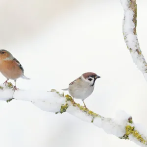 Images Dated 2010 December: 6 Dec 2010