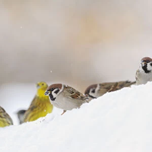Tree Sparrow (Passer montanus) (right) and Yellowhammer (Emberiza citrinella) foraging on snow