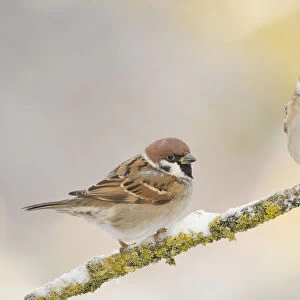 Two Tree sparrows (Passer montanus) perched on a snow covered branch, Perthshire