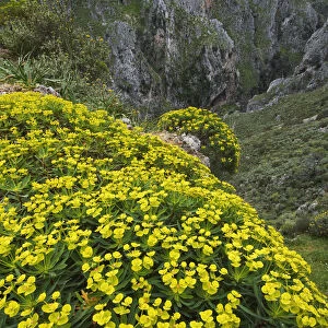 Tree spurge (Euphorbia dendroides) plants in flower, Topolia, Crete, Greece, April 2009