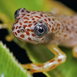 Treefrog (Hypsiboas pardalis) Guainumbi Private Reserve, Sao Paulo, Atlantic Forest