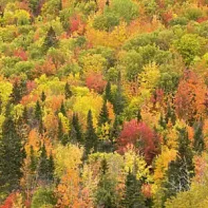 Trees in autumn in autumn colours, Rivire-au-Renard, Gaspesie, Quebec, Canada. October 2019 Trees in autumn in autumn colours, Rivire-au-Renard, Gaspesie, Quebec, Canada. October 2019