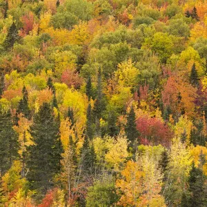 Árboles con colores de otoño, Rivière-au-Renard, Gaspesie, Quebeco, Canadá. Octubre 2019 Árboles con colores de otoño, Rivière-au-Renard, Gaspesie, Quebeco, Canadá. Octubre 2019