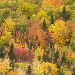 Trees in autumn colours, Rivire-au-Renard, Gaspesie, Quebec, Canada. October 2019 Trees in autumn colours, Rivire-au-Renard, Gaspesie, Quebec, Canada. October 2019
