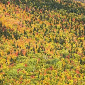 Trees in autumn colours, Rivire-au-Renard, Gaspesie, Quebec, Canada. October 2019 Trees in autumn colours, Rivire-au-Renard, Gaspesie, Quebec, Canada. October 2019