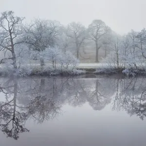 Trees coated in hoar frost reflected in the River Derwent. Chatsworth, Peak District National Park, UK, December Trees coated in hoar frost reflected in the River Derwent. Chatsworth, Peak District National Park, UK, December