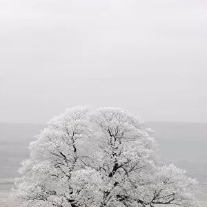 Two trees covered in hoar frost, Peak District, UK, New years day 2009