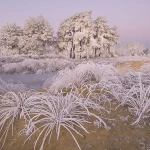 Trees and grass covered in heavy hoar frost, Groot Schietveld, Wuustwezel, Belgium Trees and grass covered in heavy hoar frost, Groot Schietveld, Wuustwezel, Belgium