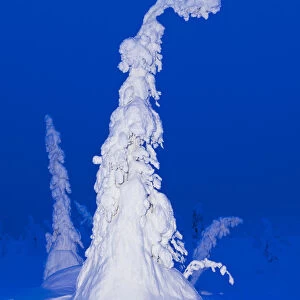 Trees laden with snow and ice (Tykky), Riisitunturi, Finland