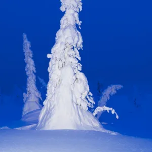 Trees laden with snow and ice (Tykky), Riisitunturi, Finland