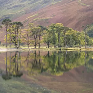 Trees reflected in Lake Buttermere in autumn. Buttermere Pines