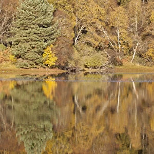 Trees reflecting in Loch Vaa, Cairngorms National Park, Scotland, UK, October 2012