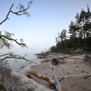 Trees washed up on sea shore, Cape Kolka, Slitere National Park, Latvia, June 2009