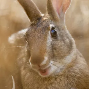 Tres Marias Rabbit (Sylvilagus graysoni). Maria Madre Island, Islas Marias Biosphere Reserve