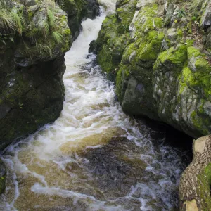 Tributary of the River Tweed where Brown trout (Salmo trutta) and Atlantic salmon