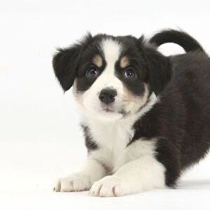 Tricolour Border Collie puppy in play-bow