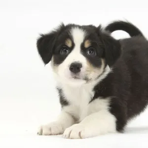 Tricolour Border Collie puppy in play-bow