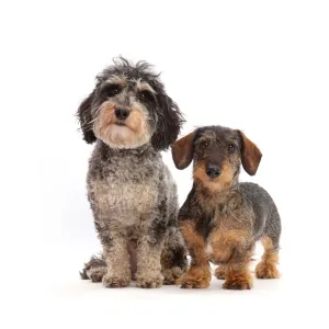 Tricolour Daxie-doodle dog, Dougal, and wire-haired Dachshund