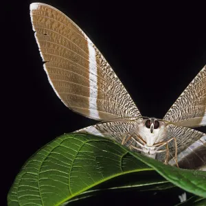 Tropical Butterfly (Adepha) on a leaf with wings spread. Danum Valley, Sabah, Borneo