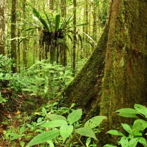 Tropical Forest Print, Andasibe-Mantadia National Park Tropical Forest Print, Andasibe-Mantadia National Park