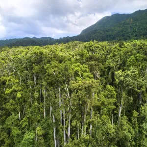 Tropical Rainforest Canopy Print Tropical Rainforest Canopy Print