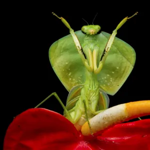 Tropical shield mantis (Choeradodis rhombicollis) in defensive position, on flower