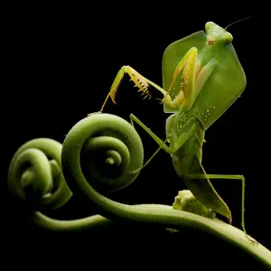 Tropical shield mantis (Choeradodis sp. ) (Possibly C. rhombicollis) Canande, Esmeraldas