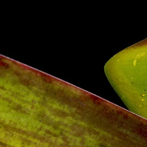 Tropical shield mantis (Choeradodis sp. ) Sumaco National Park, Napo, Ecuador