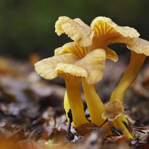 Trumpet Chanterelle (Cantharellus tubaeformis) Group fruiting on woodland floor