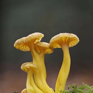 Trumpet Chanterelle (Cantharellus tubaeformis) Group fruiting on woodland floor