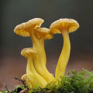 Trumpet Chanterelle (Cantharellus tubaeformis) Group fruiting on woodland floor Trumpet Chanterelle (Cantharellus tubaeformis) Group fruiting on woodland floor