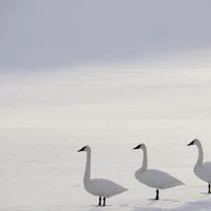 Trumpeter swans (Cygnus buccinator) on the edge of the Upper Yellowstone River. Hayden Valley