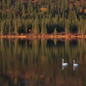 Trumpeter Swans (Cygnus buccinator) on lake, during migration through Denali mountainous