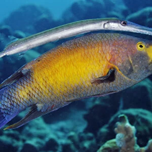 Trumpetfish (Aulostomus maculatus) using a Spanish Hogfish (Bodianus rufus) as a