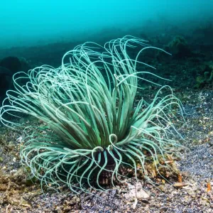Print of a Tube anemone in Lembeh, Sulawesi, Indonesia Print of a Tube anemone in Lembeh, Sulawesi, Indonesia