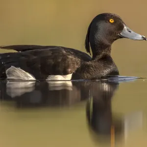 Tufted Duck Male Print Tufted Duck Male Print