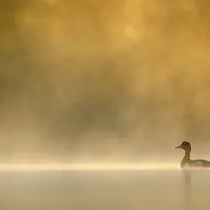 Tufted duck (Aythya fuligula) on water on a misty morning, Valkenhorst Nature Reserve, Valkenswaard, The Netherlands. June Tufted duck (Aythya fuligula) on water on a misty morning, Valkenhorst Nature Reserve, Valkenswaard, The Netherlands. June