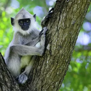 Tufted gray langur (Semnopithecus priam thersites subspecies) sitting in nook f tree, Trincomalee, Sri Lanka, Endangered on the IUCN Red List Tufted gray langur (Semnopithecus priam thersites subspecies) sitting in nook f tree, Trincomalee, Sri Lanka, Endangered on the IUCN Red List