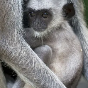 Tufted Grey Langur Baby Print