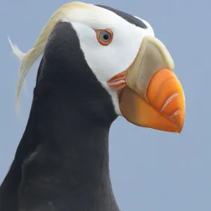 Tufted puffin (Fratercula cirrhata) in breeding plumage. St. Paul Island, Alaska. July Tufted puffin (Fratercula cirrhata) in breeding plumage. St. Paul Island, Alaska. July