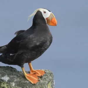 Tufted Puffin Print in Breeding Plumage, St. Paul Island, Alaska Tufted Puffin Print in Breeding Plumage, St. Paul Island, Alaska