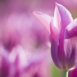 Tulip Dolls Minuet, hybrid (Tulipa) cultivated, Schwerin, Germany