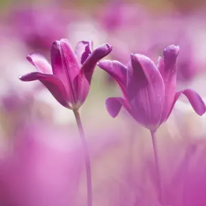 Tulip (Tulipa) cultivated, Schwerin, Germany Tulip (Tulipa) cultivated, Schwerin, Germany