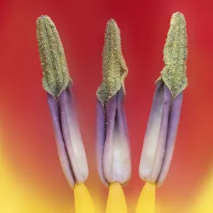 La tulipe (espèce Tuplia) en gros plan des anthères, Banbridge, Comté de Down, Irlande du Nord. La tulipe (espèce Tuplia) en gros plan des anthères, Banbridge, Comté de Down, Irlande du Nord.