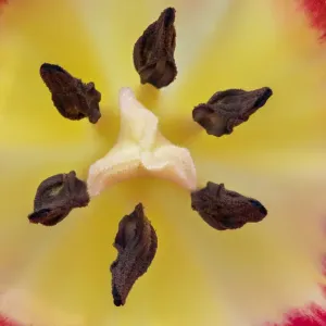 La tulipe (espèce de Tuplia) vue rapprochée du stigmate, Banbridge, Comté Down, Irlande du Nord. La tulipe (espèce de Tuplia) vue rapprochée du stigmate, Banbridge, Comté Down, Irlande du Nord.